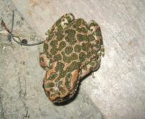 Bufo viridis LAURENTI 1768