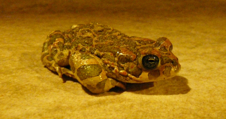 Bufo viridis LAURENTI 1768