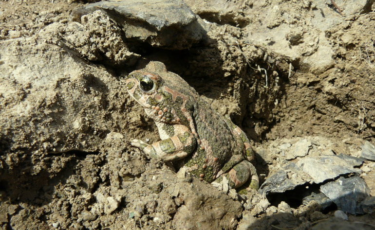 Bufo viridis LAURENTI 1768