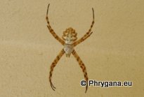 Argiope lobata (Pallas 1772)