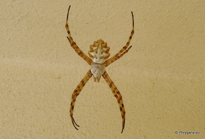 Argiope lobata (Pallas 1772)