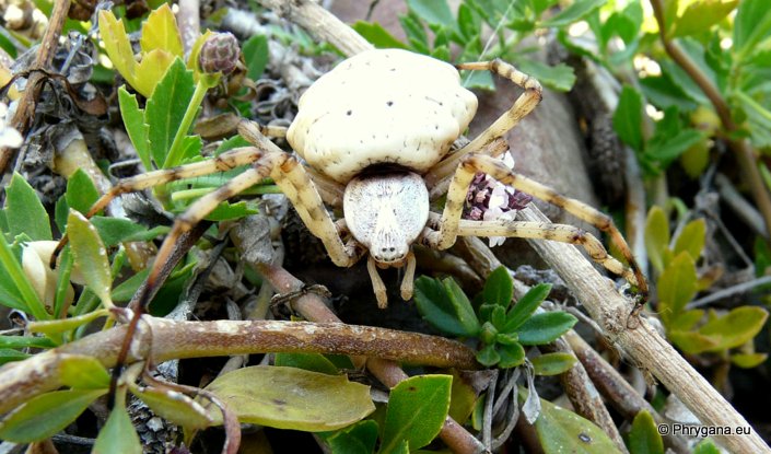 Argiope lobata (Pallas 1772)