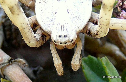 Argiope lobata (Pallas 1772)