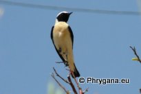 Oenanthe hispanica (Linnaeus 1758)