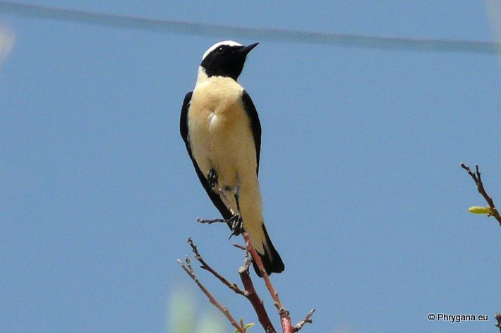 Oenanthe hispanica (Linnaeus 1758)