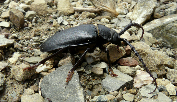 Prionus (Mesoprionus) besikanus  Fairmaire 1855