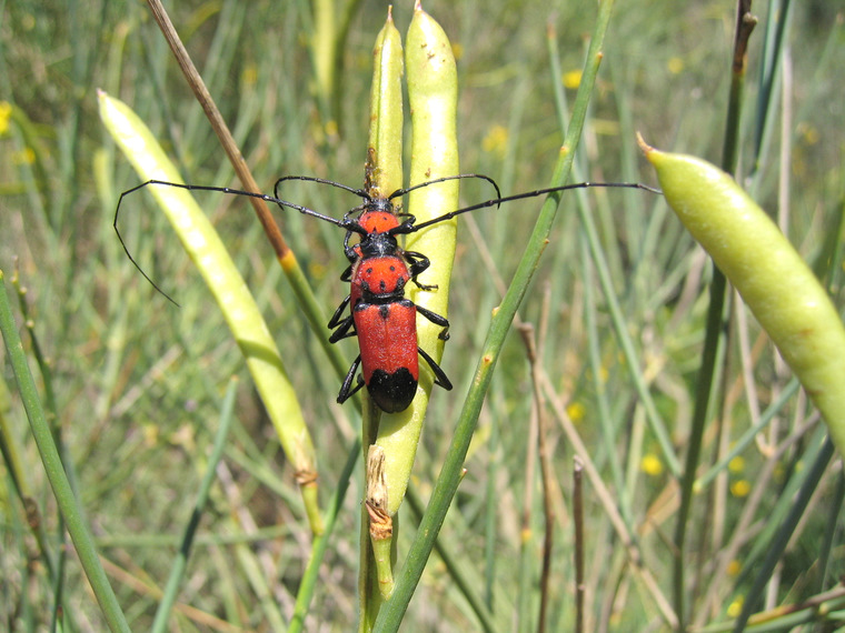 Purpuricenus desfontainii desfontainii (Fabricius 1792)