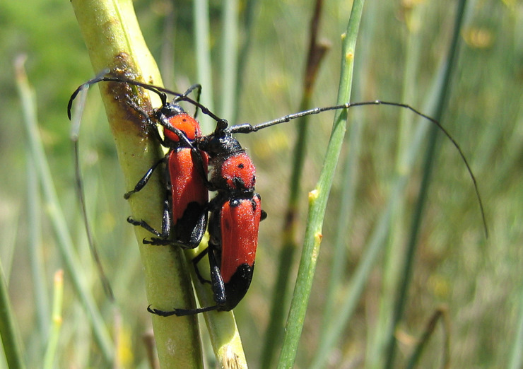 Purpuricenus desfontainii desfontainii (Fabricius 1792)