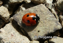 Coccinella (Coccinella) septempunctata  Linnaeus 1758