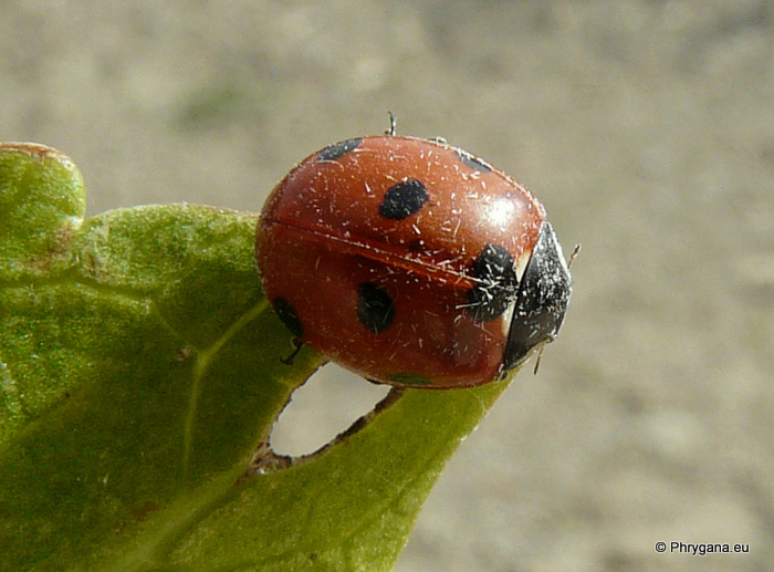 Coccinella (Coccinella) septempunctata  Linnaeus 1758