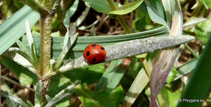 Coccinella (Coccinella) septempunctata  Linnaeus 1758