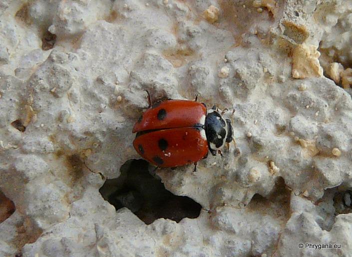 Coccinella (Coccinella) septempunctata  Linnaeus 1758