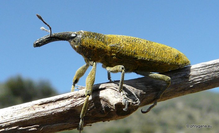 Lixus (Dilixellus) pulverulentus (Scopoli 1763)