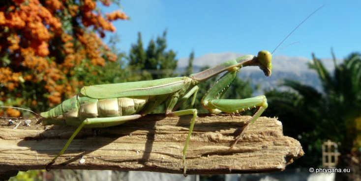 Iris oratoria (Linnaeus 1758)