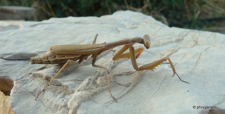 Iris oratoria (Linnaeus 1758)