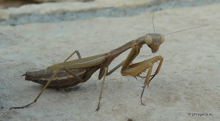 Iris oratoria (Linnaeus 1758)