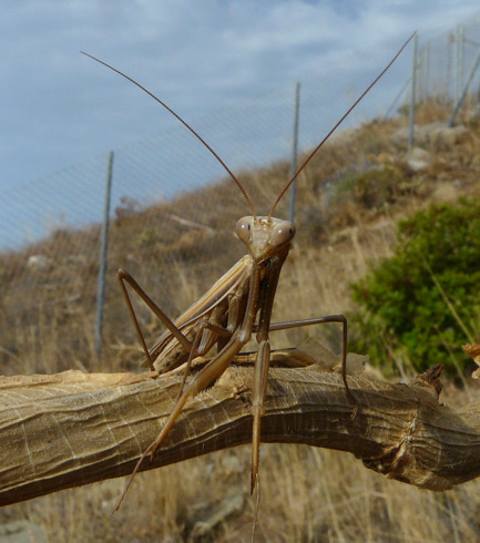 Mantis religiosa (Linnaeus 1758)