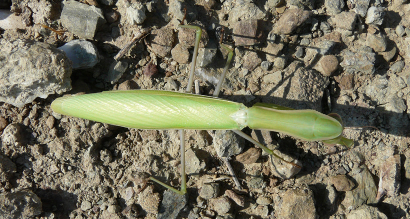 Mantis religiosa (Linnaeus 1758)