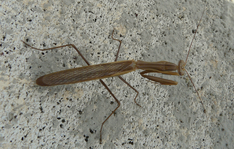 Mantis religiosa (Linnaeus 1758)