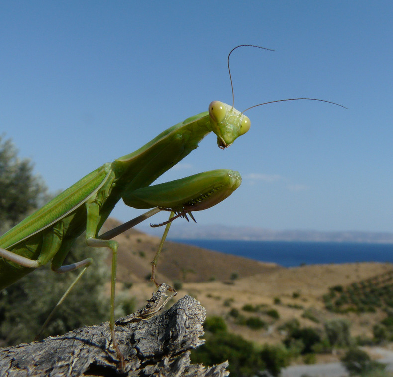 Mantis religiosa (Linnaeus 1758)