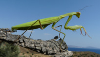 Mantis religiosa (Linnaeus 1758)