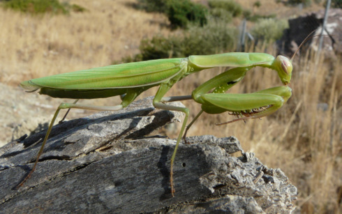 Mantis religiosa (Linnaeus 1758)