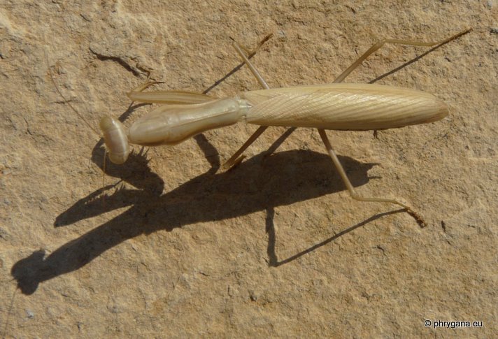 Mantis religiosa (Linnaeus 1758)