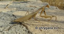 Mantis religiosa (Linnaeus 1758)