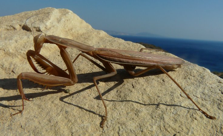 Mantis religiosa (Linnaeus 1758)