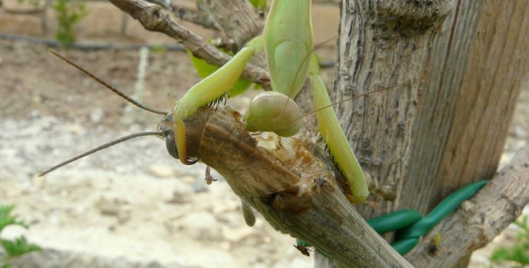 Mantis religiosa (Linnaeus 1758) dévorant Anacridium aegyptium (Linnaeus 1764) 