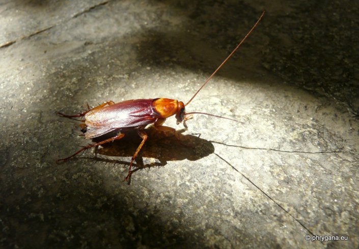 Periplaneta americana (Linnaeus 1758)