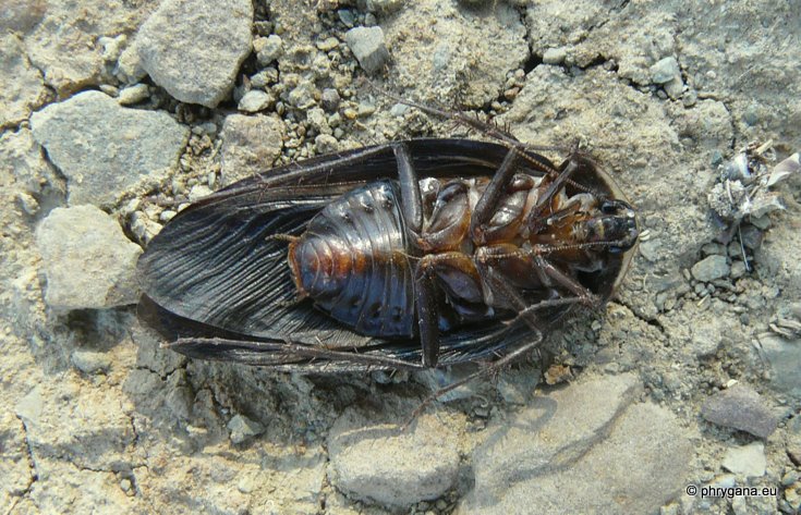 Polyphaga aegyptiaca (Linnaeus 1758)