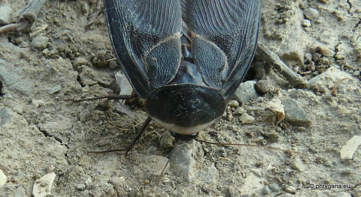 Polyphaga aegyptiaca (Linnaeus 1758)