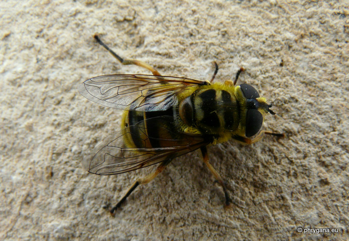 Myathropa florea (Linnaeus 1758)