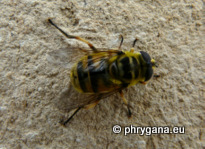 Myathropa florea (Linnaeus 1758)