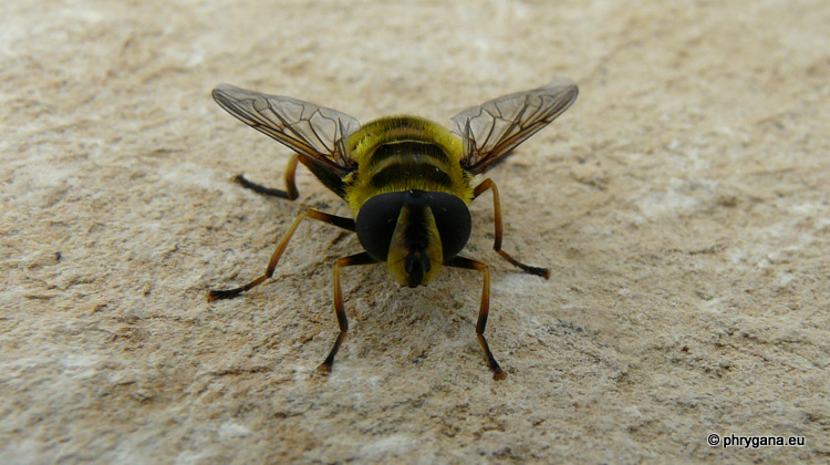 Myathropa florea (Linnaeus 1758)