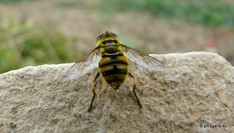 Myathropa florea (Linnaeus 1758)