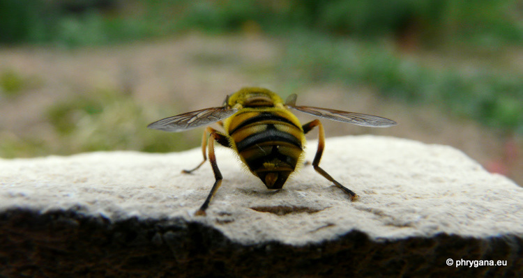 Myathropa florea (Linnaeus 1758)