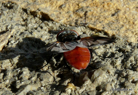 Ectophasia leucoptera (Rondani 1865)