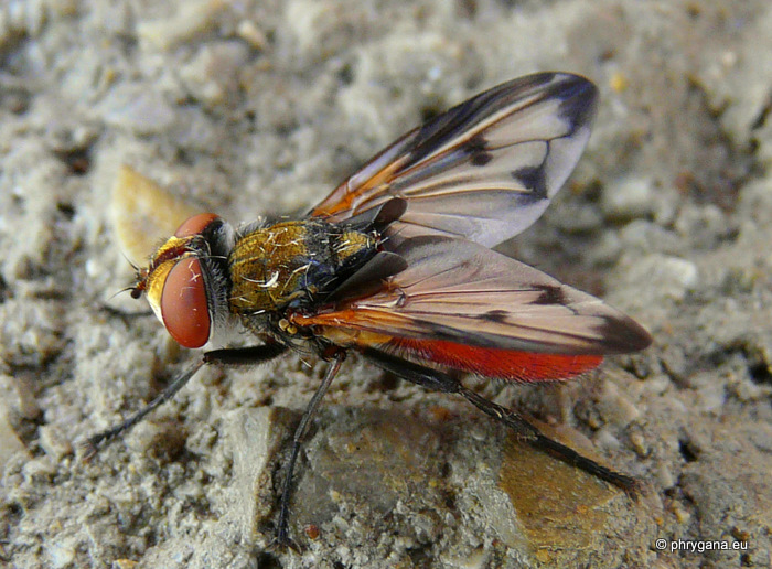 Ectophasia leucoptera (Rondani 1865)