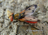 Ectophasia leucoptera (Rondani 1865)