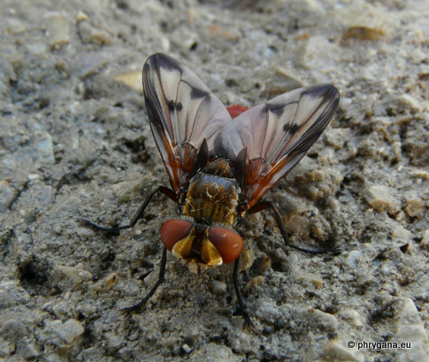 Ectophasia leucoptera (Rondani 1865)