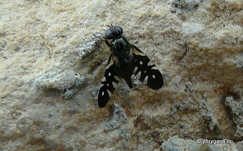 Oxyaciura tibialis (Robineau-Desvoidy 1830)