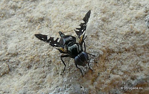 Oxyaciura tibialis (Robineau-Desvoidy 1830)