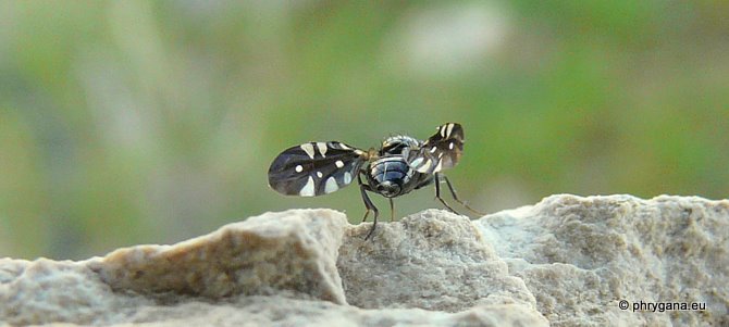 Oxyaciura tibialis (Robineau-Desvoidy 1830)