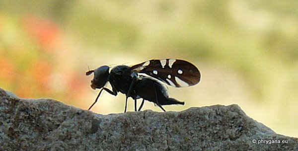 Oxyaciura tibialis (Robineau-Desvoidy 1830)