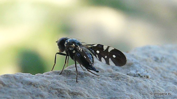 Oxyaciura tibialis (Robineau-Desvoidy 1830)