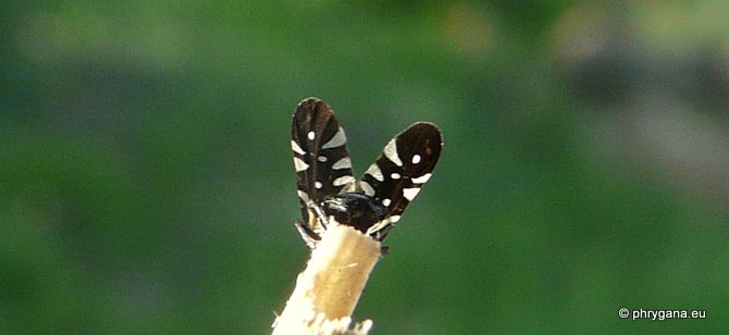 Oxyaciura tibialis (Robineau-Desvoidy 1830)