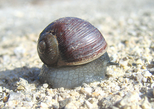 Cantareus apertus (Born 1778)