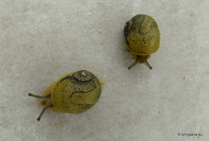 Cantareus apertus (Born 1778)